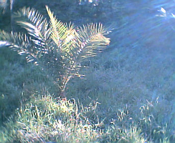 Palmeira no Sábado, 1 de Janeiro de 2005